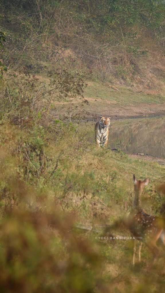 "Captured in a moment of wild elegance: the graceful deer and the fierce tiger share the same frame, a beautiful paradox of nature's harmony. 🐅🦌 #WildEncounters <a href="/ntca_india/">National Tiger Conservation Authority</a> <a href="/moefcc/">MoEF&CC</a>