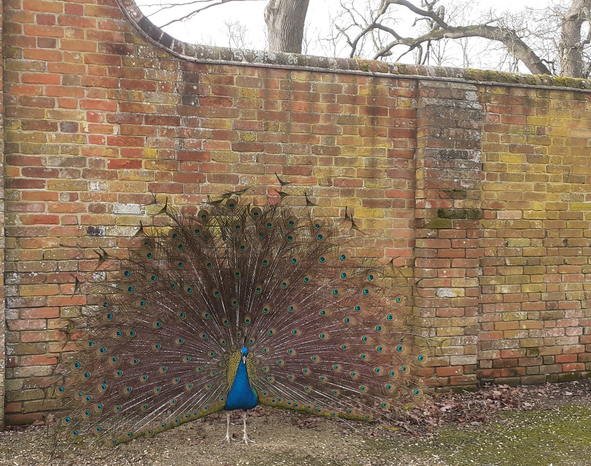 A business is nothing without its loyal customers! 🦚

Come and join the resident Earsham Hall peacocks in visiting our showrooms this week and discover beautiful, elegant pieces for your home... 🏠

earshamhomefurnishings.co.uk

#HomeFurnishings #Suffolk #Norfolk
