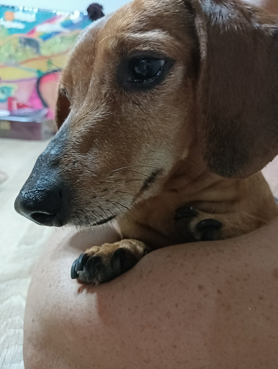 anitaramrod's tweet photo. @Salchichas_cl Mi bella Pinky https://t.co/PozDILauSM