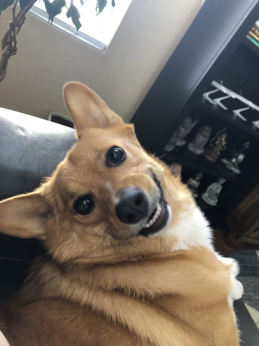 theviolynn's tweet photo. Tilly the corgi update. I love my train wreck of a dog https://t.co/T4hzsFrQvT