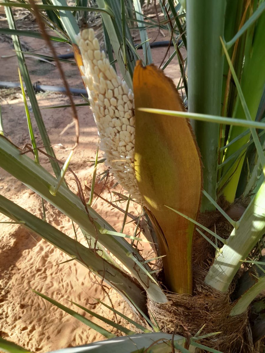 کربان پھلین تربت ء کسانے مچ ء۔❣️💖