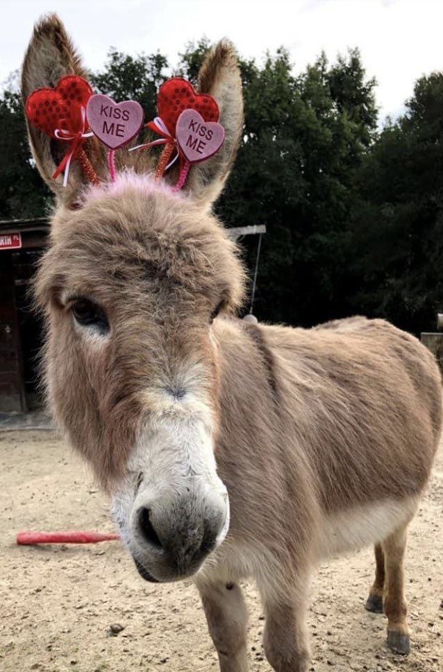 Happy Valentines Day friends. ❤️💕