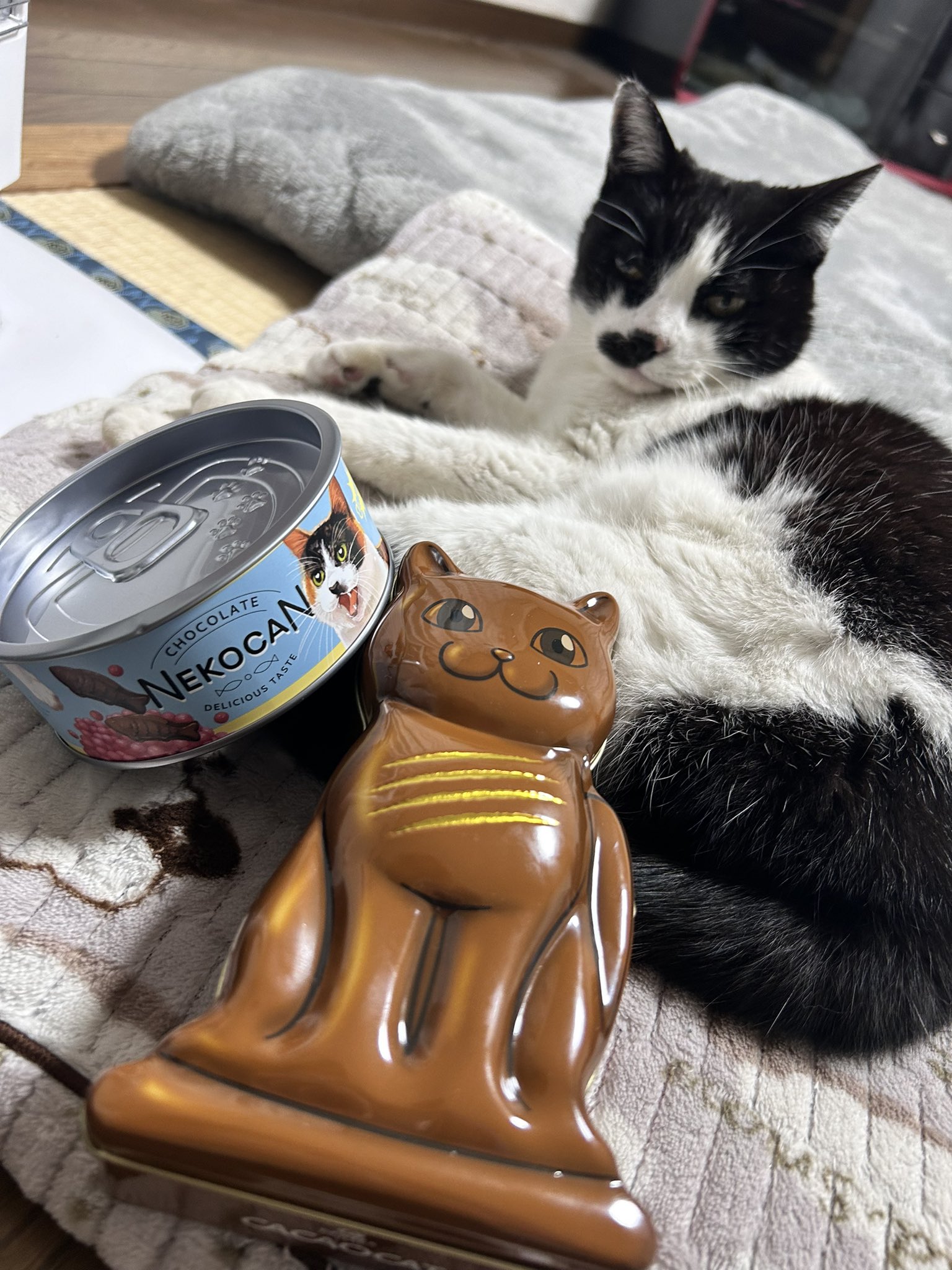 猫缶チョコレート – търсене / X