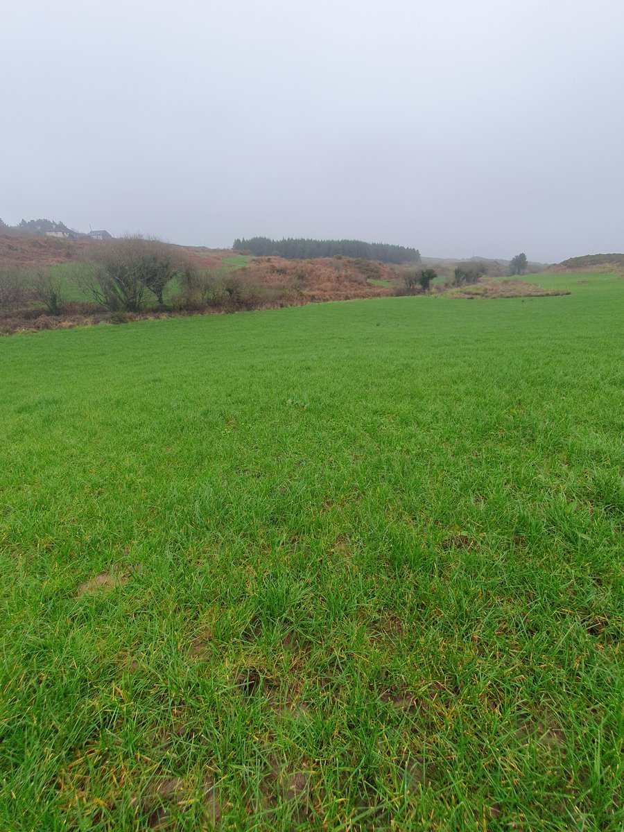 2pintpaddy's tweet photo. 18.4% of the farm grazed so far , first paddock that was grazed in mid January is showing nice bit of regrowths.
#SpringRotationalPlanner #GrassToMilk2024🇮🇪🐄 #WestCork🇮🇪🐄 @Drinaghagri https://t.co/Kco5LoKwDQ