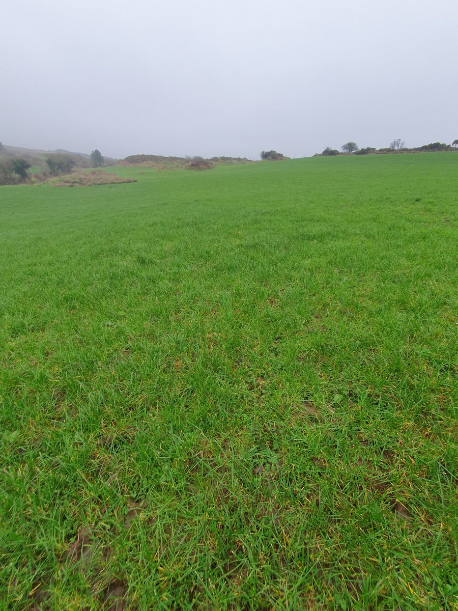 2pintpaddy's tweet photo. 18.4% of the farm grazed so far , first paddock that was grazed in mid January is showing nice bit of regrowths.
#SpringRotationalPlanner #GrassToMilk2024🇮🇪🐄 #WestCork🇮🇪🐄 @Drinaghagri https://t.co/Kco5LoKwDQ