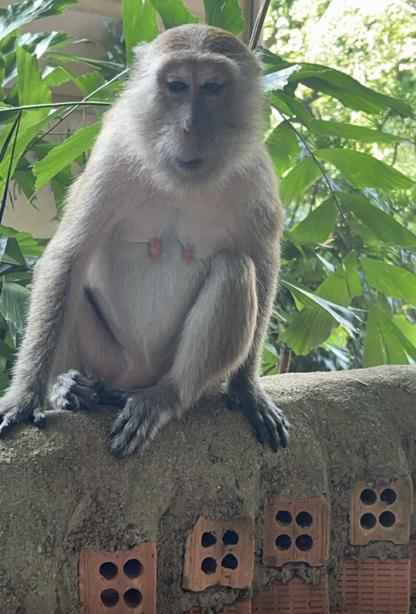 joolzmull's tweet photo. #monkeyisland #thailand https://t.co/d6GHejoxgD