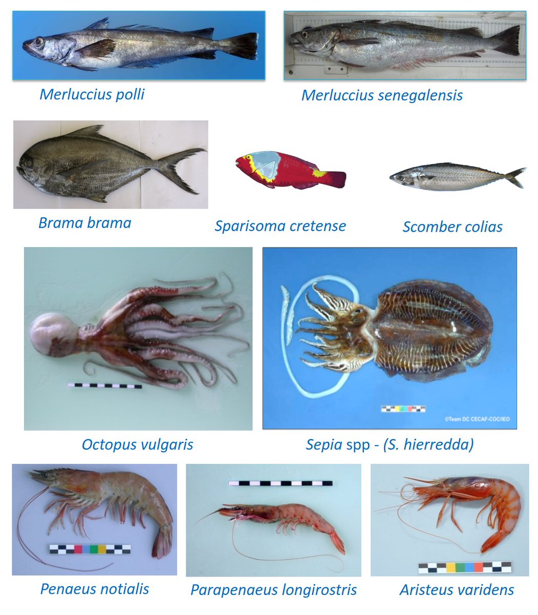CECAF es una Organización Regional de Pesca (ORP) que promueve el uso sostenible de los recursos marinos dentro de sus áreas de competencia de FAO a través de la gestión y el desarrollo adecuado de las pesquerías. 

fao.org/cecaf/en/