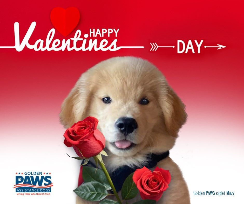 PAWSDogs_Naples's tweet photo. Happy Valentine's Day from Golden PAWS Assistance Dogs! ❤️ Let's celebrate the unconditional love and support our furry companions bring into our lives every day! 🐾 

#GoldenPAWSAssistanceDogs #GoldenPAWS #ServiceDogsForVeterans #GiveADogAJob #GoldenJourney #HappyValentinesDay https://t.co/TukDAp85p5