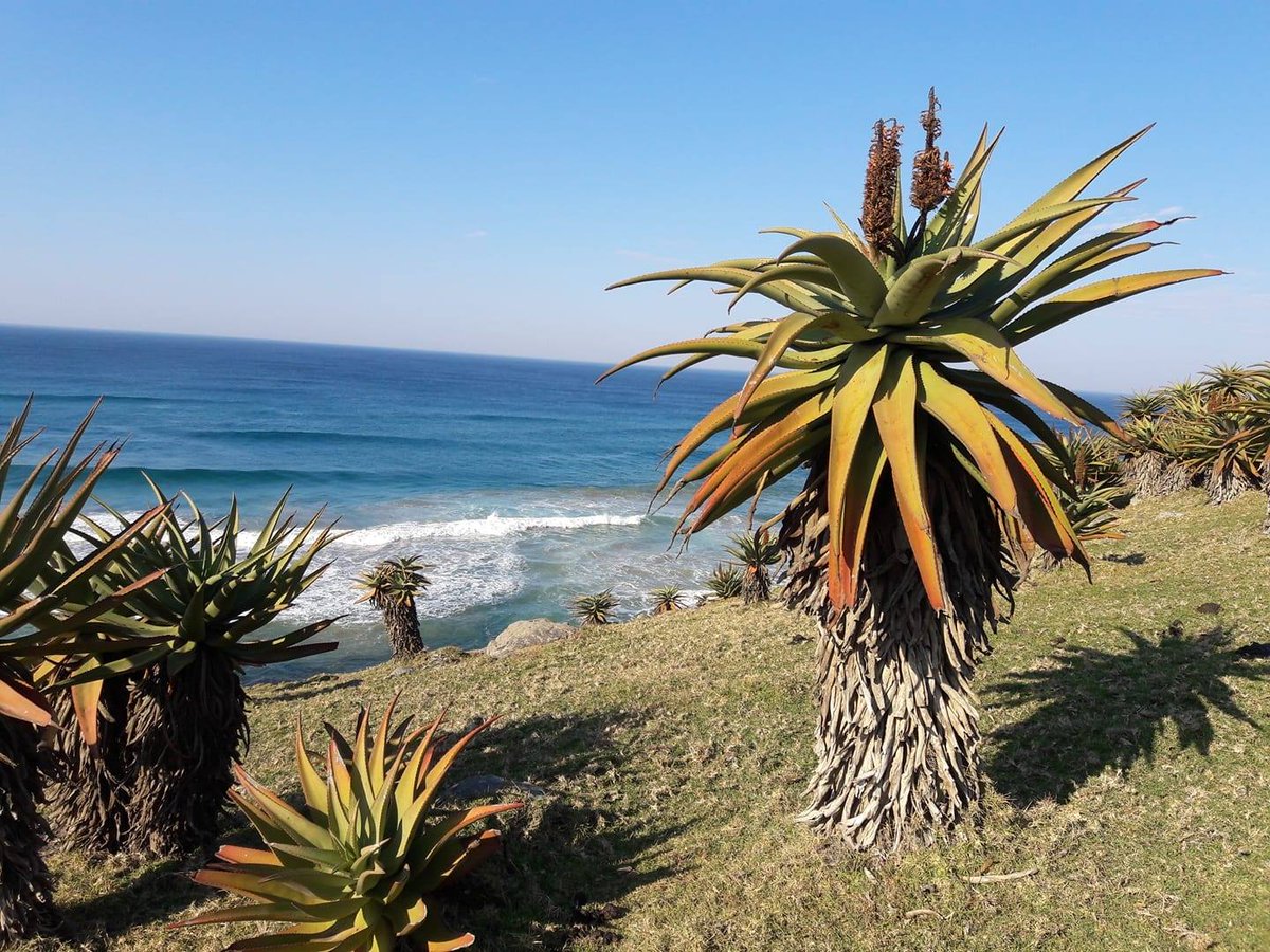 ExclusiveJourn2's tweet photo. Join Exclusive Journeys in July 2024 for a charity cycle trek challenge from Port Edward to Morgans Bay on South Africa's wild coast. Contact us for more details...
#exclusivejourneysafrica #wildcoast #easterncape #wildearth #cyclechallenge2024 https://t.co/fOdJhn9UWT