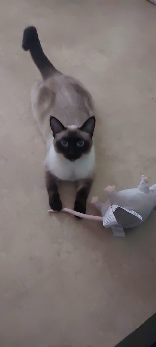 She hates the ikea rat 😔🤚 https://t.co/06SUg8WjS6<a href="/tag/nsfwtwt"class="tags"><span>#nsfwtwt</span></a>