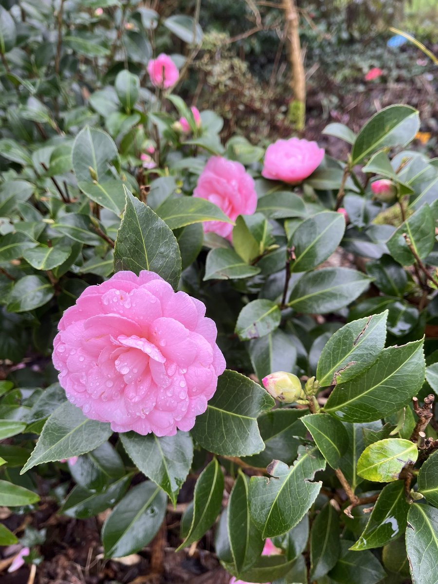 Morning, here is one of the first plants I see on #mycommute a low hedge of Camellia x williamsii ‘E.G.Waterhouse’ which is easily one of my favourite pale pink, double flowered Camellia. <a href="/RCM_Group/">Rhododendron Camellia & Magnolia Group</a> <a href="/CwllGardenSoc/">Cornwall Garden Society</a> 
#camellia #myfavorite #myfavourite  #flowers #winter #spring