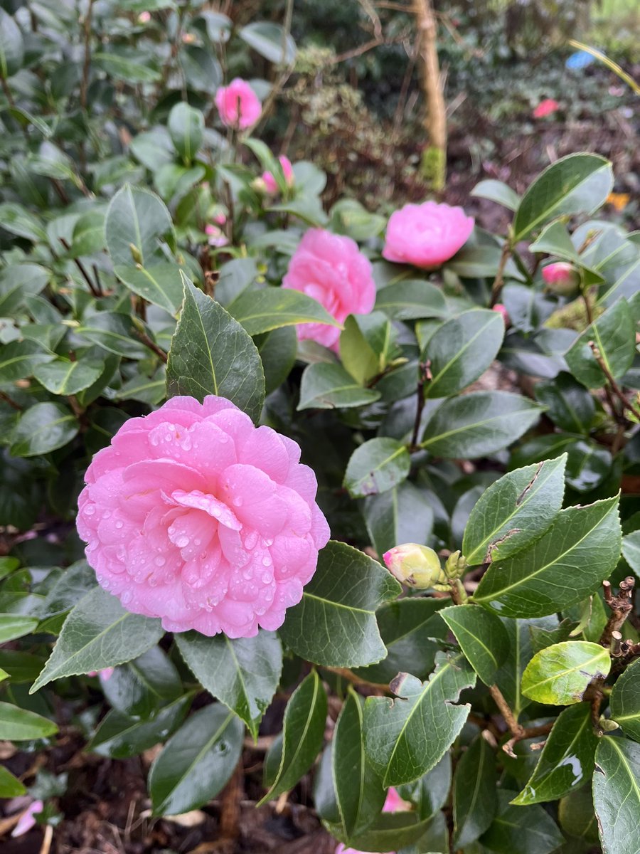 Morning, here is one of the first plants I see on #mycommute a low hedge of Camellia x williamsii ‘E.G.Waterhouse’ which is easily one of my favourite pale pink, double flowered Camellia. @RCM_Group @CwllGardenSoc #camellia #myfavorite #myfavourite #flowers #winter #spring