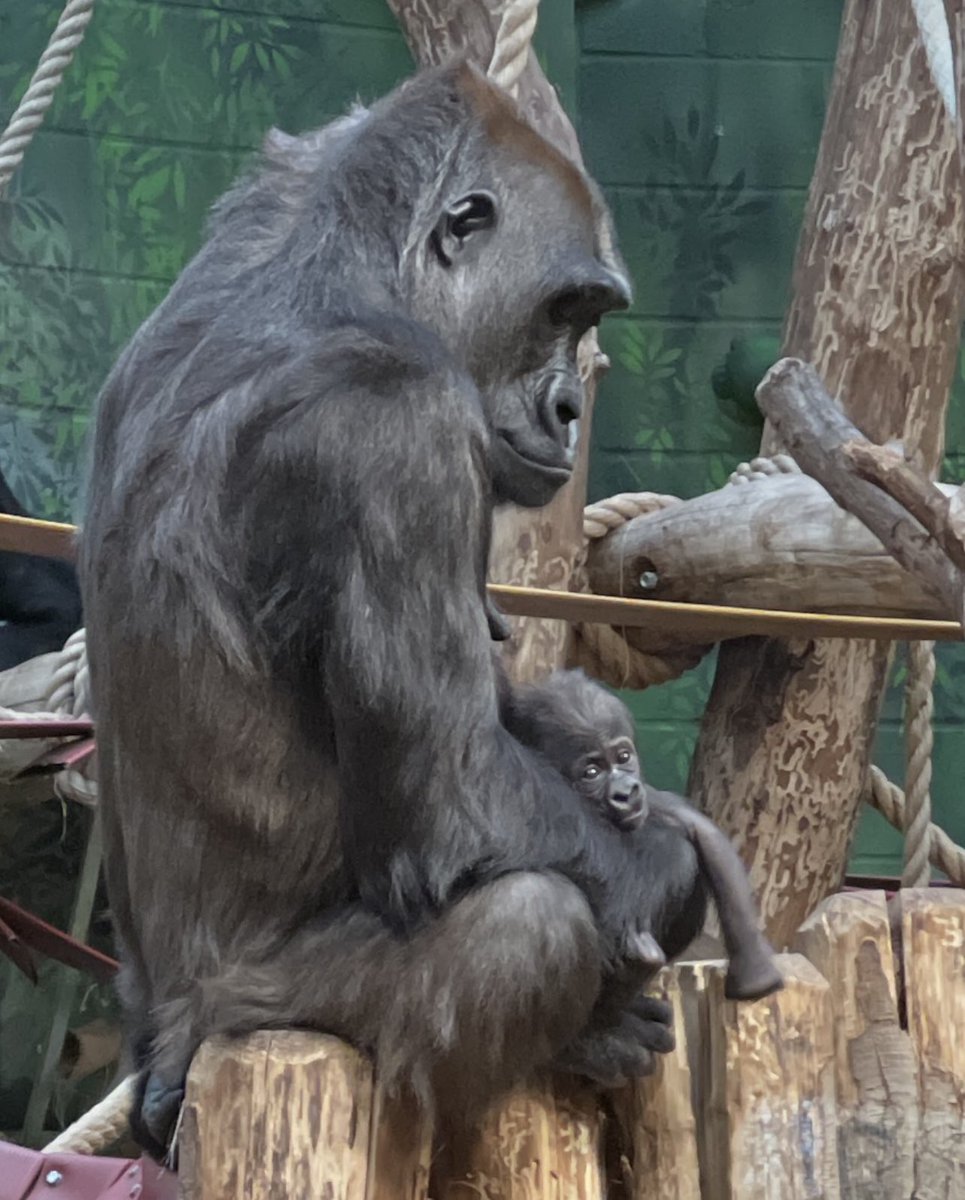 2nd baby gorilla @zsllondonzoo These critically endangered western lowland gorillas (scientific name - gorilla gorilla gorilla) are part of a global breeding programme to ensure they never go extinct @OfficialZSL is working in West Congo Basin to protect their natural habitat