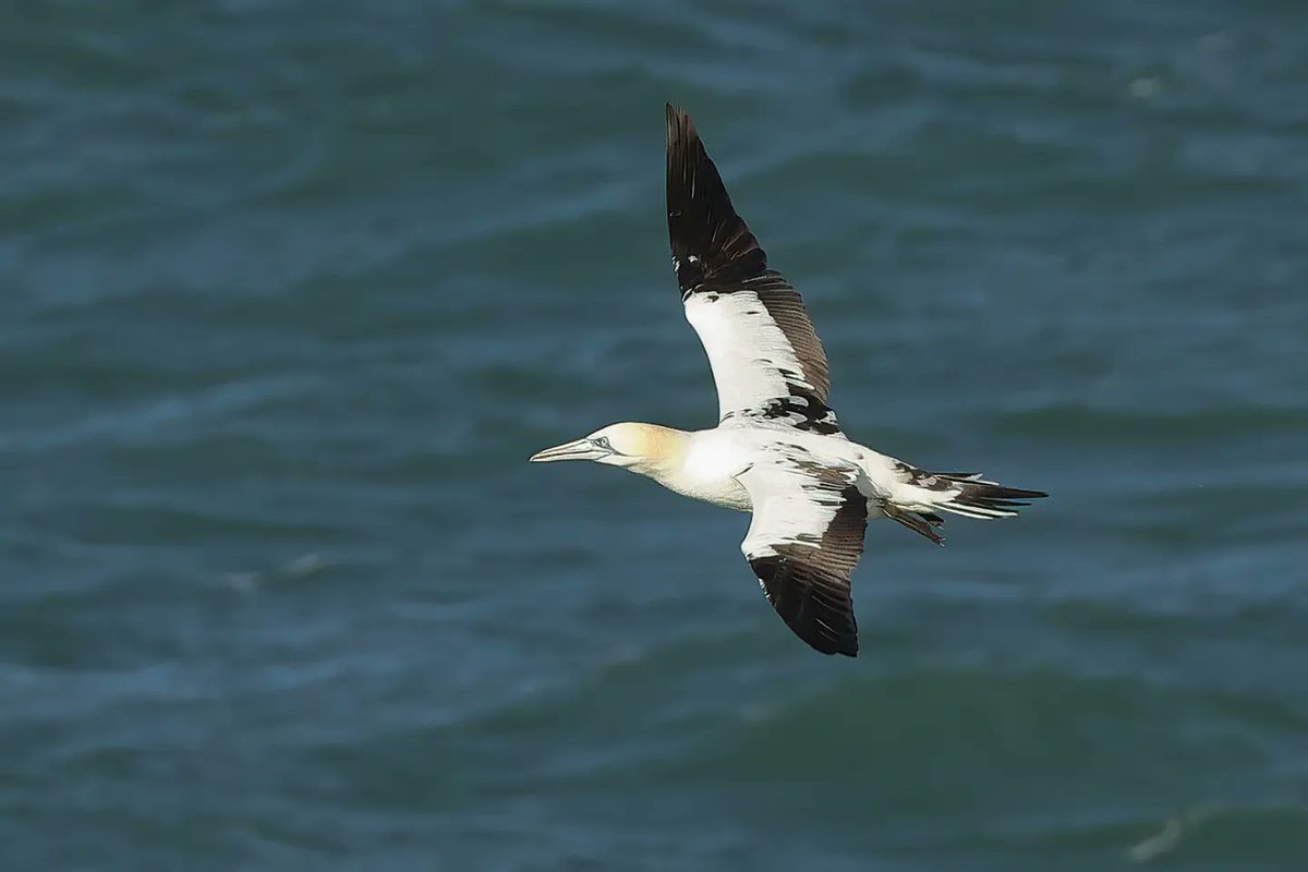 Gannets 
#strumblehead @VisitPembs