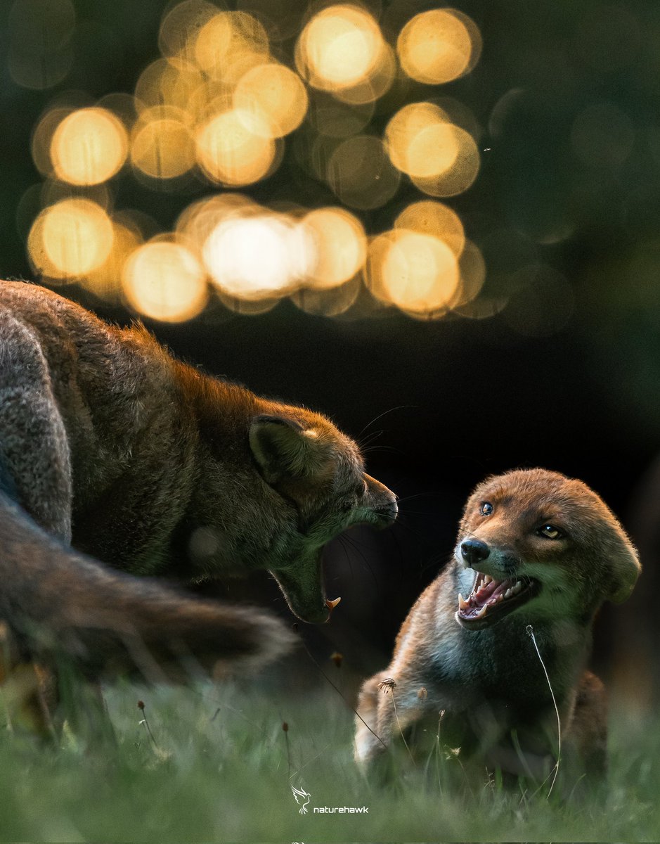 When the BP garage runs out of £5 bunches of flowers today... #ValentinesDay #fox #nikon @UKNikon @NikonEurope