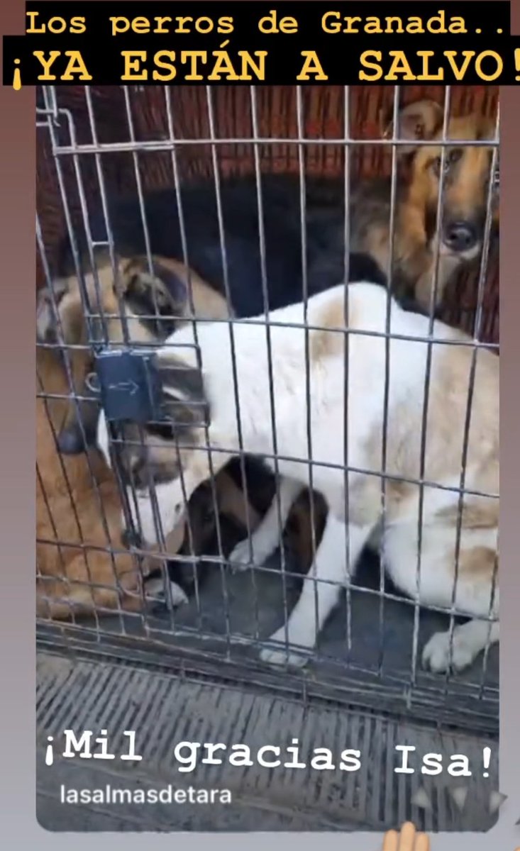 ACTUALIZACIÓN Los perros de Purullena ya están a salvo.