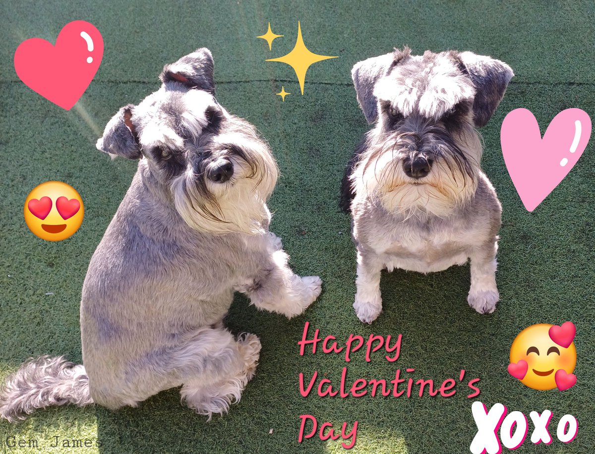 #HappyValentinesDay From my handsome fellas🐶💕🐶 #schnauzergang #dogsofx #dogsoftwitter #dogsarelove #dogsarefamily #ValentinesDay