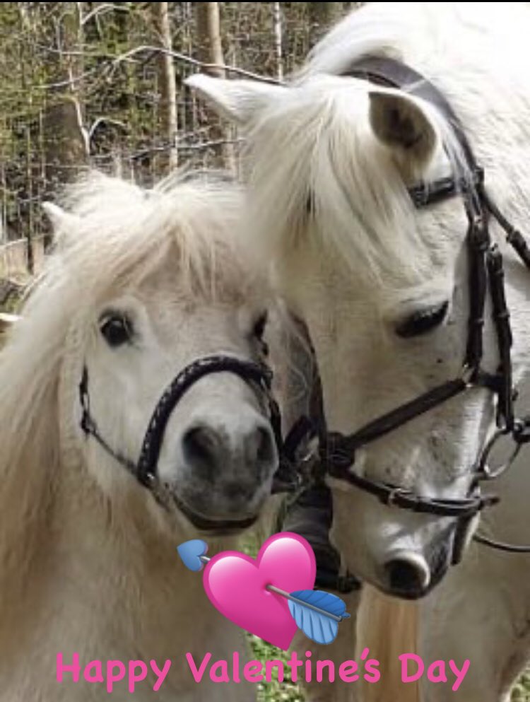 #ponyhour #ShetlandPony #ConnemaraPony #ValentinesDay ♥️