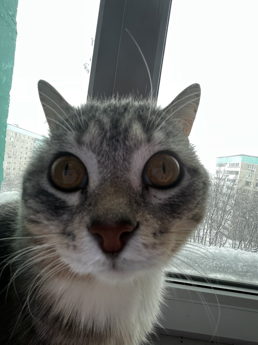 padla808's tweet photo. Курнул ну вроде не навоз
Кентишка дунул паровоз
Ну что могу сказать ой вей
Афганка да повеселей
А так сидим глядим в окно
Прибило так что все равно https://t.co/fryIOlUPDt