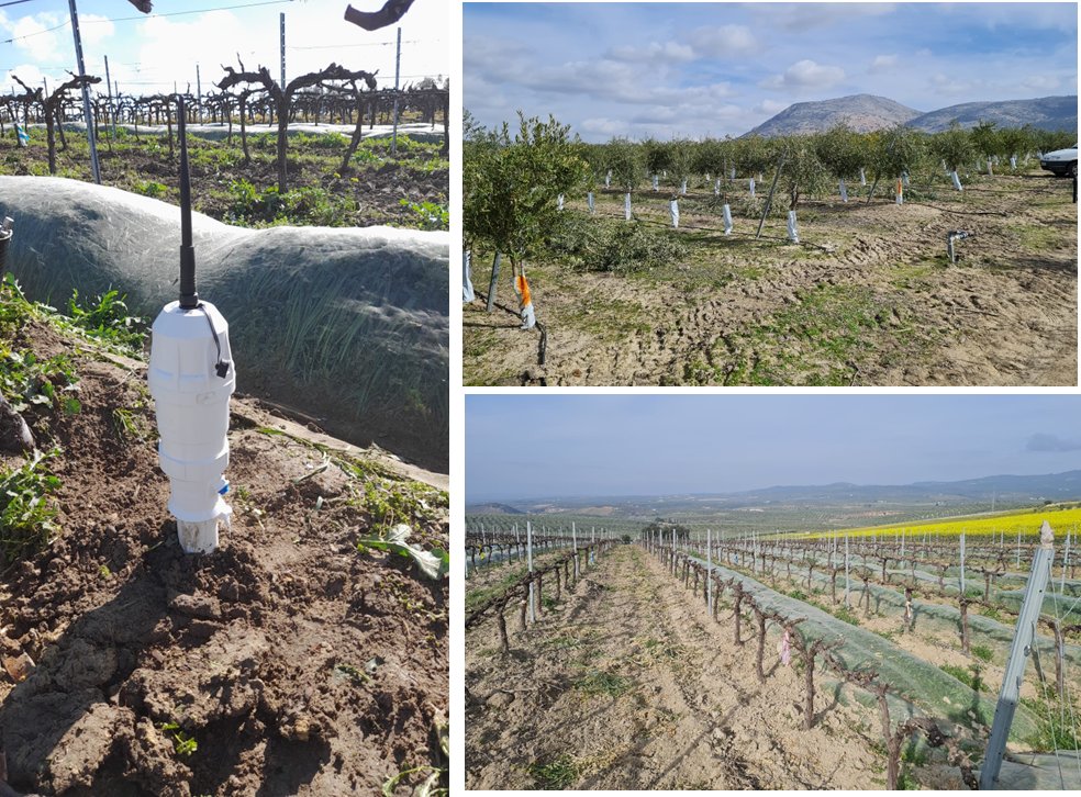 Iniciamos la instalación de sensores en fincas de olivar y viña del centro IFAPA-Cabra dentro el proyecto Gest-Agua de @IfapaJunta para determinar el efecto de restricciones en la dotación de riego y el uso de cubiertas vegetales en situaciones de #sequía como la actual.