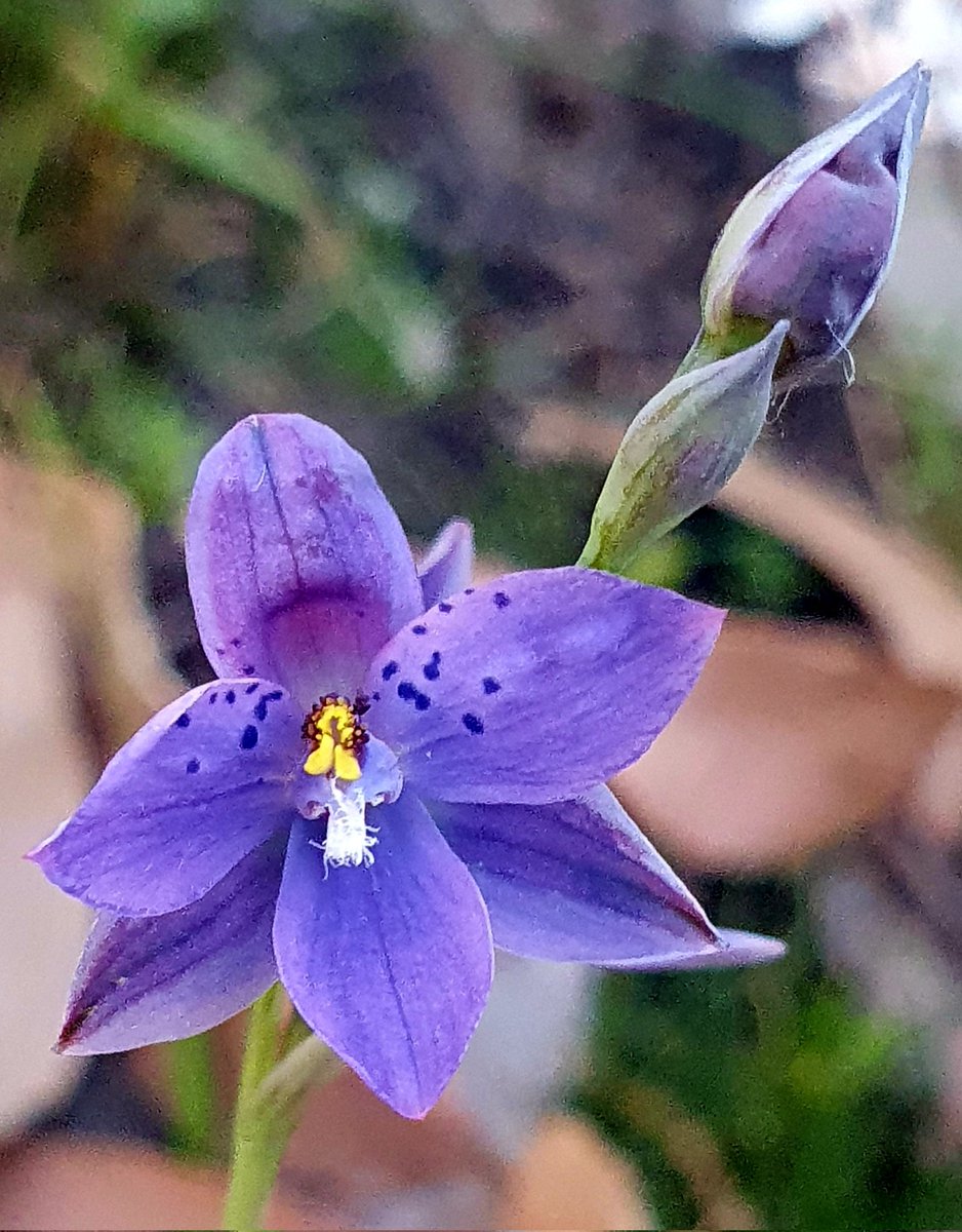 WhipEyE's tweet photo. @kdlang 
Wild orchids wish you 
a Happy V Day kd.  💖 https://t.co/e2ZFaMYppb