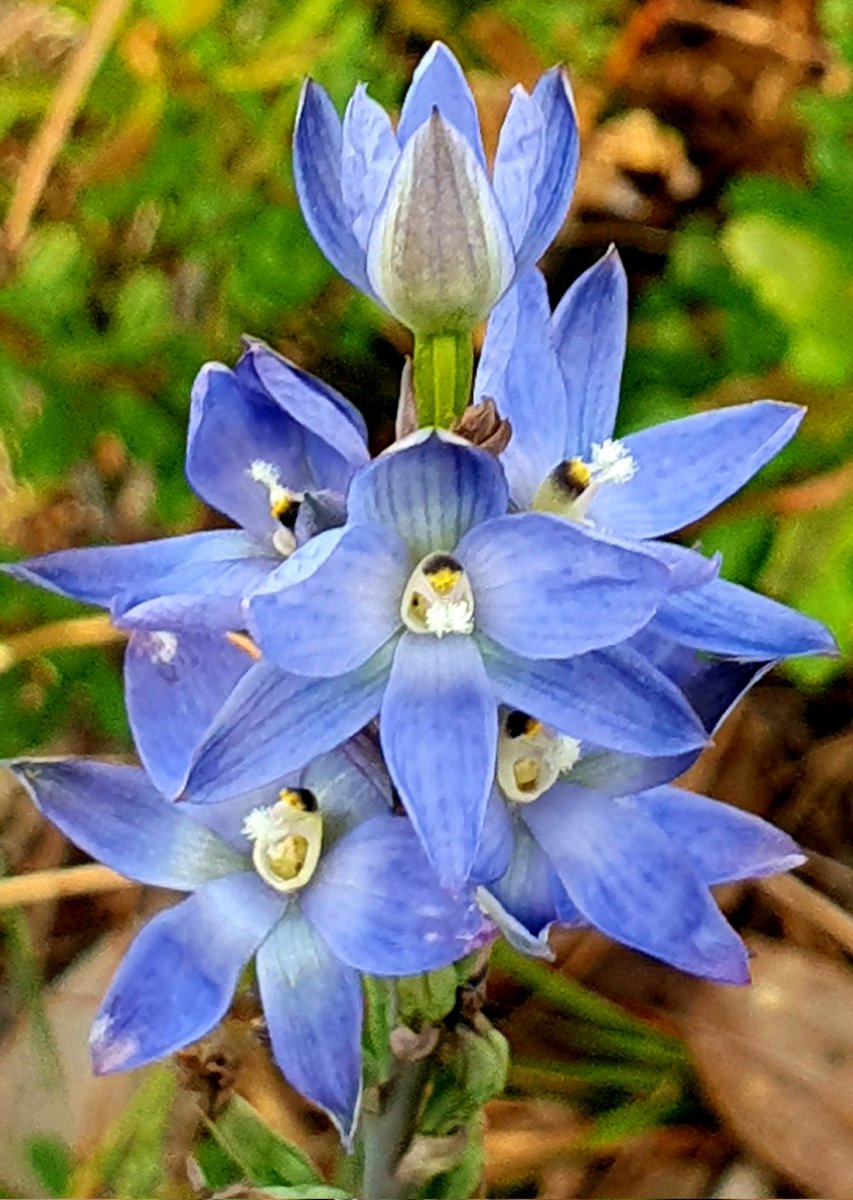 WhipEyE's tweet photo. @kdlang 
Wild orchids wish you 
a Happy V Day kd.  💖 https://t.co/e2ZFaMYppb