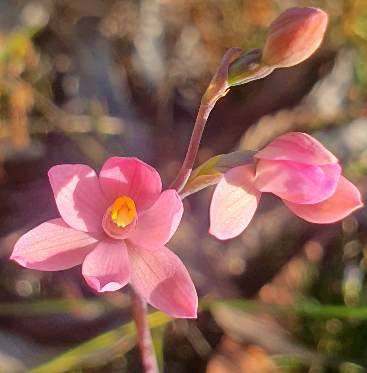 WhipEyE's tweet photo. @kdlang 
Wild orchids wish you 
a Happy V Day kd.  💖 https://t.co/e2ZFaMYppb
