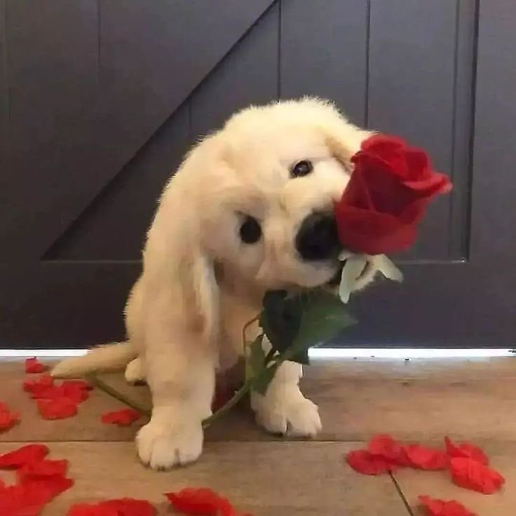 takemybear 🐶 tweet media