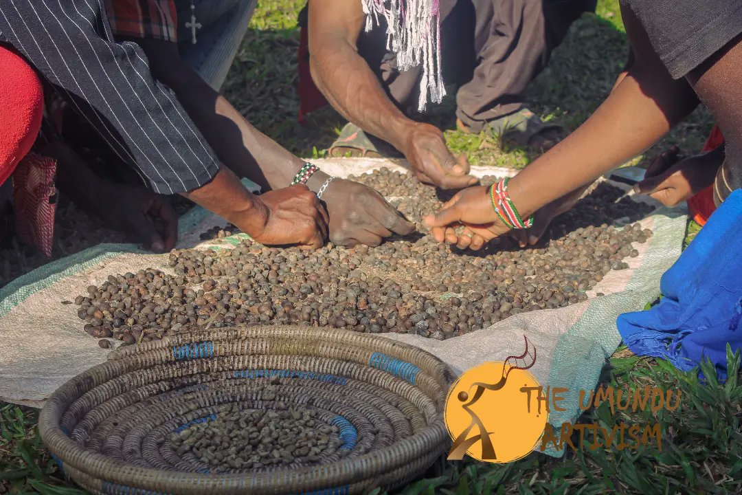 umunduartivism's tweet photo. One of our most recent project is grinding drinking coffee. We are bringing back our traditional culture where people gathered to grind 100% natural coffee . At the Umundu Artivism, we are bringing back the old culture for the spirit of togetherness,  as an income venture and as https://t.co/xl60asyhB8