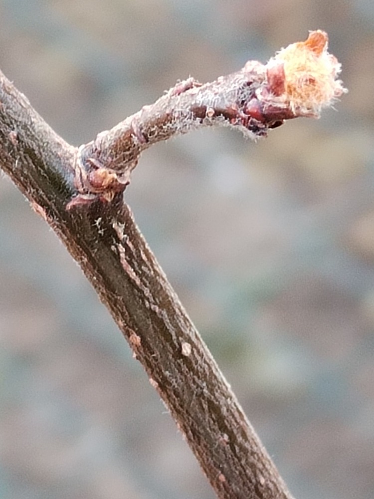 vaclavkovalcik's tweet image. Rašící kdouloň (Cydonia oblonga cv.): Václav Kovalčík, Zlín

#cydonia #detail #life #Zlín #winter #nature #garden #giardini #home #february #tree #shrubs #kert #garten #huertes #blog #culture #natura