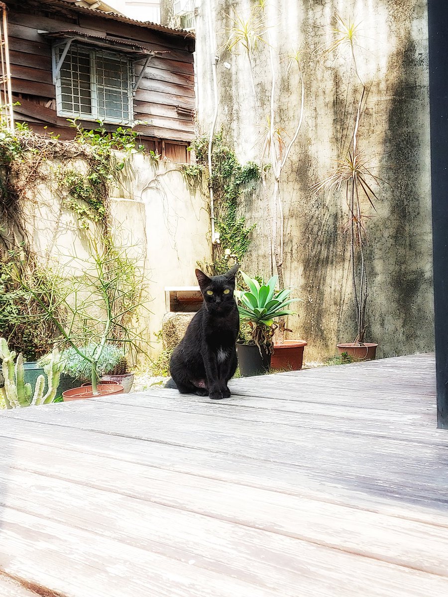 golden eyes black cat 🐈‍⬛️ 3 #台南 #台湾 #Taiwan #cats ©️skinskin