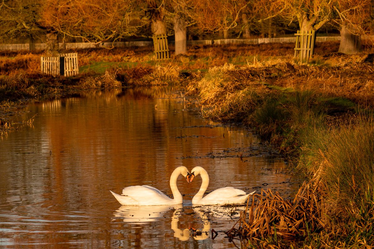 Happy Valentine's Day to all the lovebirds out there! ❤️ 🦢

📸 <a href="/LesleyAM13/">Lesley Marshall Photography</a>