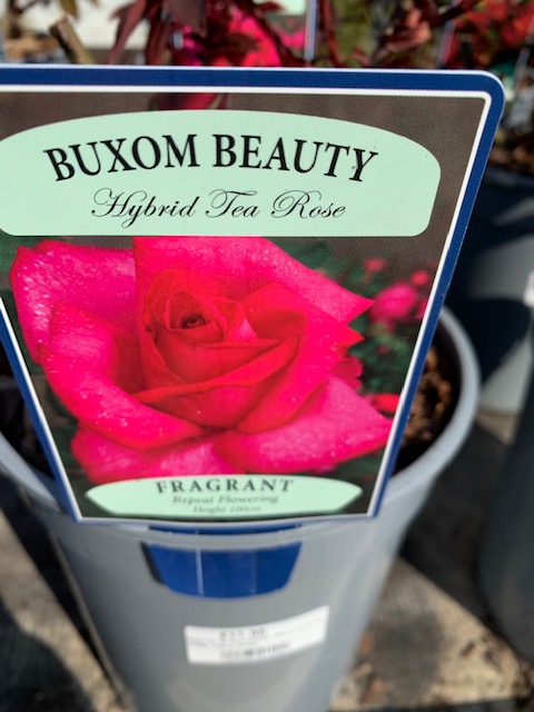 sempervirens13's tweet photo. Happy Valentines! 💕❤️
If you’re stuck for a valentines gift today why not treat your loved one to a beautiful rose bush or select from a choice of lovely plants. Not only will it be better value for money then cut flowers its a gift that just keeps giving year after year! https://t.co/cONhIG8FPd