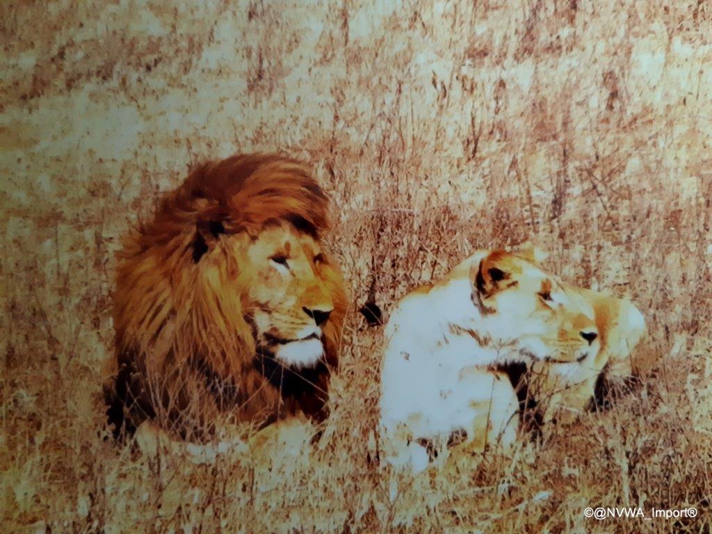 NVWA_Import's tweet photo. Vandaag is het #valentijnsdag  de liefde draait het ook om de natuur om ons heen en de Aarde. De #NVWA draagt bij aan #natuurbescherming door toezicht op #CITES verdrag en controle op de vangstcertificaten #IUU https://t.co/hI2TKcPxhS https://t.co/3AfrbcMYMX