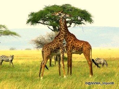 Vandaag is het #valentijnsdag  de liefde draait het ook om de natuur om ons heen en de Aarde. De #NVWA draagt bij aan #natuurbescherming door toezicht op #CITES verdrag en controle op de vangstcertificaten #IUU nvwa.nl