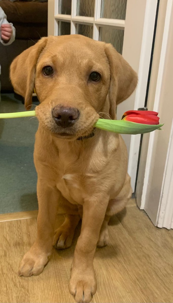 🩷 Happy Valentines Day 🩷 Be my Valentine? TPD Ron is feeling the love already today 🥰 #valentineday #HappyValentine #dorsetpolice #puppylove #policedogs #specialistdog #TPD