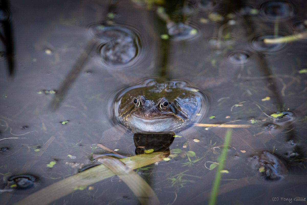 Our frogs are back!
Movement in three of our ponds this morning. 🐸🐸
[archive 📸]
#OxfordshireFens #Amphibians