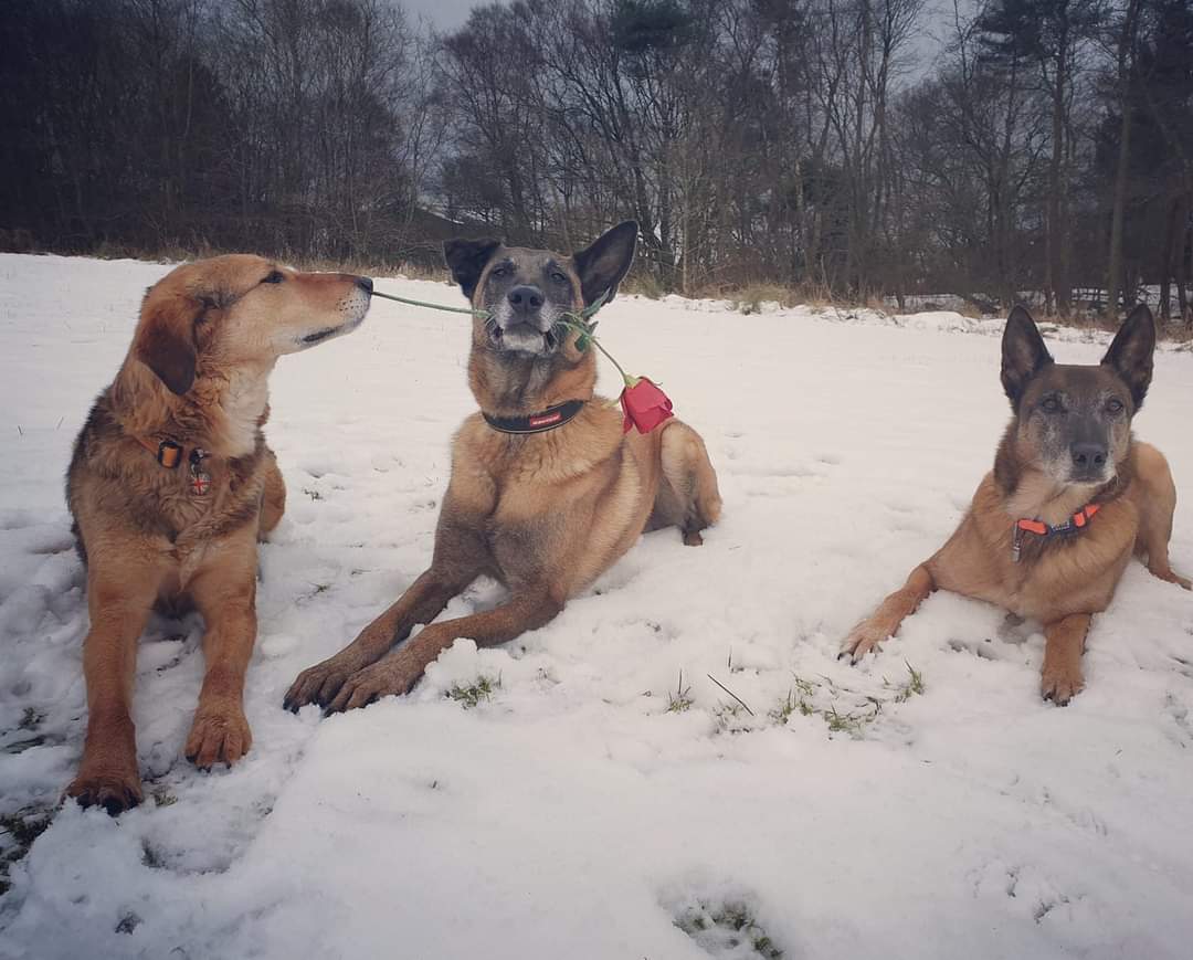 Happy Valentines Day 💝 

#Heropaws #Veteran #Retirement #ValentinesDay #valentines #heart #cupid #rose #dogsofx #valentinesday2024 #valentineday #love #14thFebruary #cards #gifts