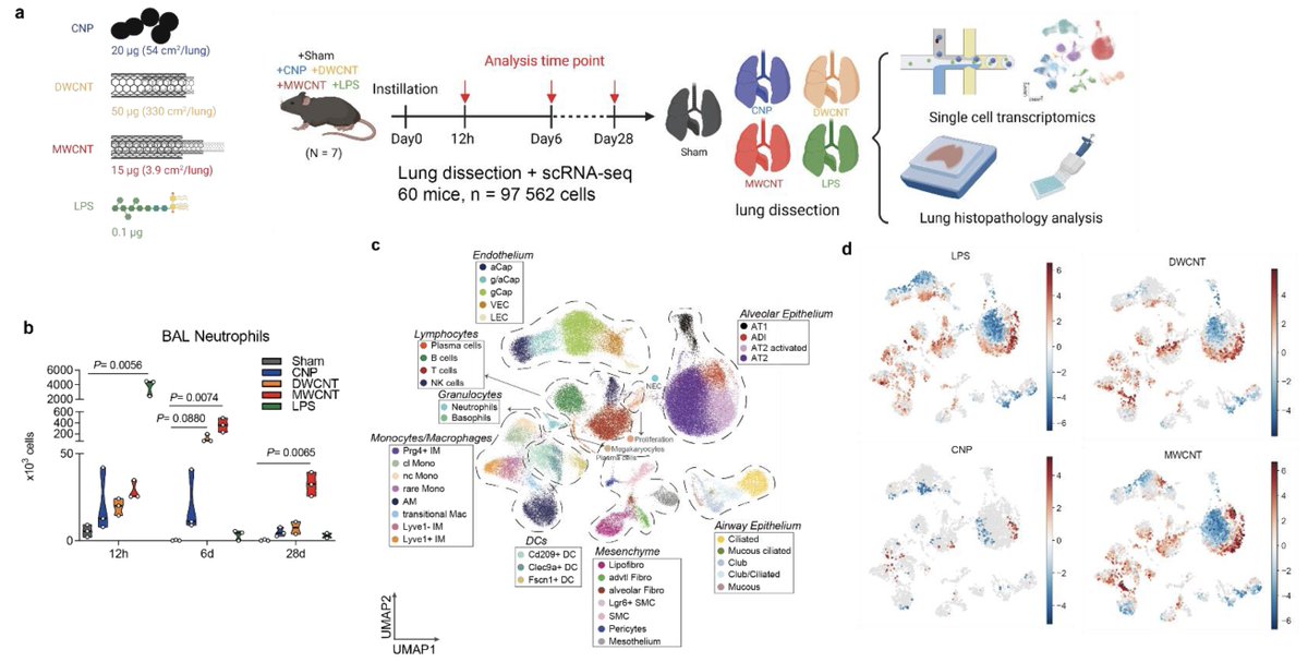Our new <a href="/biorxivpreprint/">bioRxiv</a> out! 

We reveal cell circuits underlying nanomaterial specific respiratory toxicology.

Excellent team co-led with Tobias Stöger with <a href="/carola_voss/">Carola Voss 🦋</a>, Lianyong Han, <a href="/Meshal_Ansari/">Meshal Ansari</a>.  
<a href="/HelmholtzMunich/">Helmholtz Munich | @HelmholtzMunich</a> <a href="/LungHealthMUC/">Institute of Lung Health and Immunity</a> <a href="/fabian_theis/">Fabian Theis</a> 

bit.ly/49wsicA