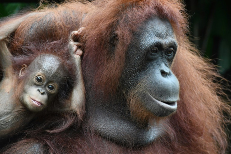 Avrupa_Gundem's tweet photo. Araştırmaya göre yavru büyük maymunlar büyükleriyle dalga geçmeyi ve onları kızdırmayı seviyor. Genç şempanzeler, orangutanlar, bonobolar ve goriller çok çeşitli eğlenceli ve bazen saldırgan davranışlar sergiliyor.
(guardian)
#maymunlar #eğlence https://t.co/SY48OL2g82
