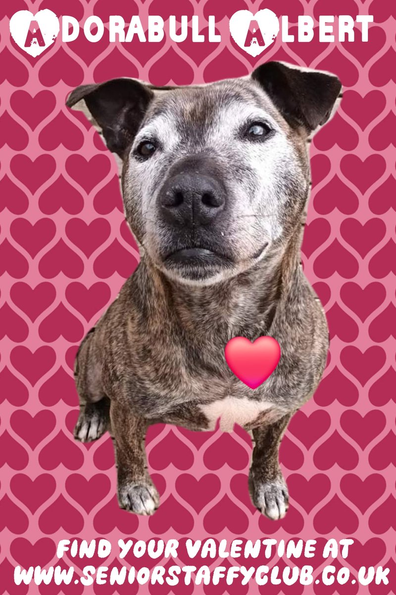 Senior Staffy Club Dog Rescue tweet media