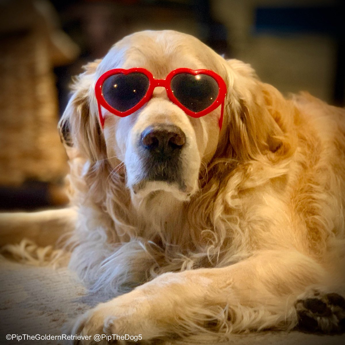 🧡💖💚 The Hound Of L❤️ve. #ValentinesDay #GoldenRetrievers 🐕😀🐾