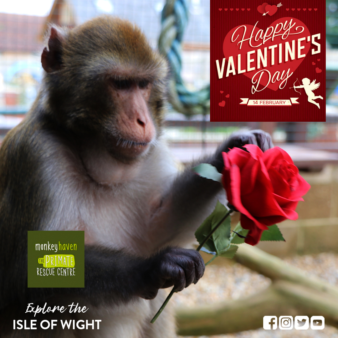 LOVE WEEK AT MONKEY HAVEN: 10th – 25th February 🧡

To find our more, read our latest blog:
✍🏼 tinyurl.com/2p9h3pac

#exploreisleofwight #monkeyhaven #loveweek #ValentinesDay #schoolholidays #daysoutwithkids #familydaysout #thingstodo #schoolsout #feelthelove #blog