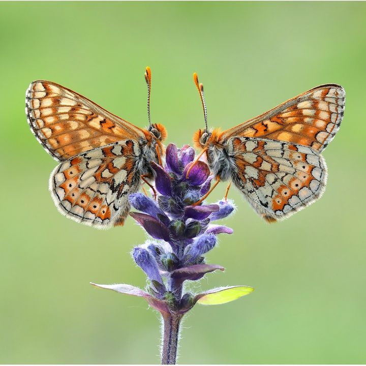 Admirals are Red, Chalkhills are Blue, nectar is sweet, and so are you Happy Valentine's Day! 💕🦋 📷: Mark Searle