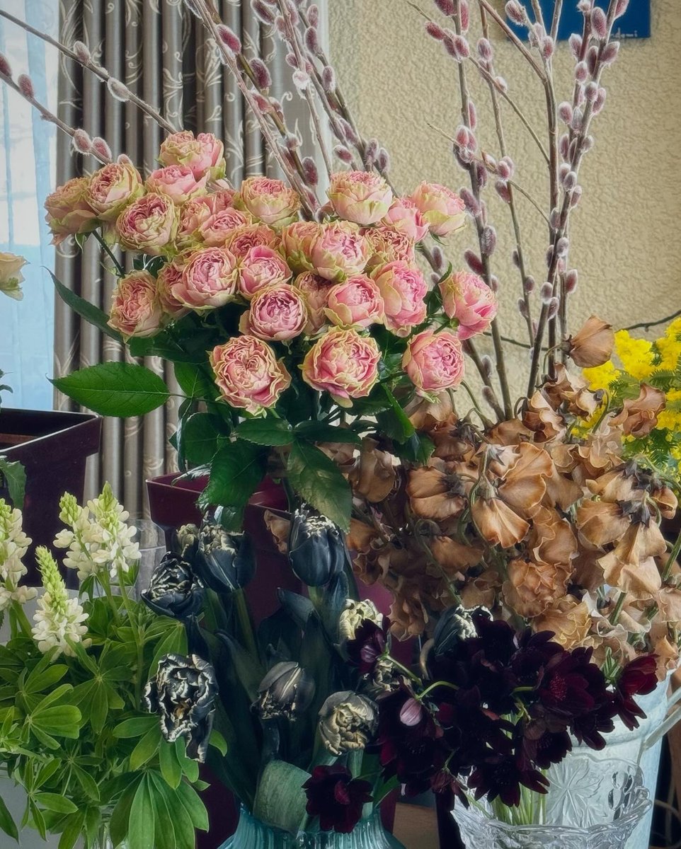 siromu's tweet photo. 🤎フラワーバレンタイン💐

フランス🇫🇷のミモザ祭りも✨
→2024年は　2/14〜2/18

バラ「スプラッシュセンセーション」
チューリップ(ブラック、染め)
ルピナス「ピクシーデライト」
スイートピー「チョコレート」🍫
チョコレートコスモス🍫
ピンクネコヤナギ
銀葉アカシア https://t.co/KBCXLcxUct