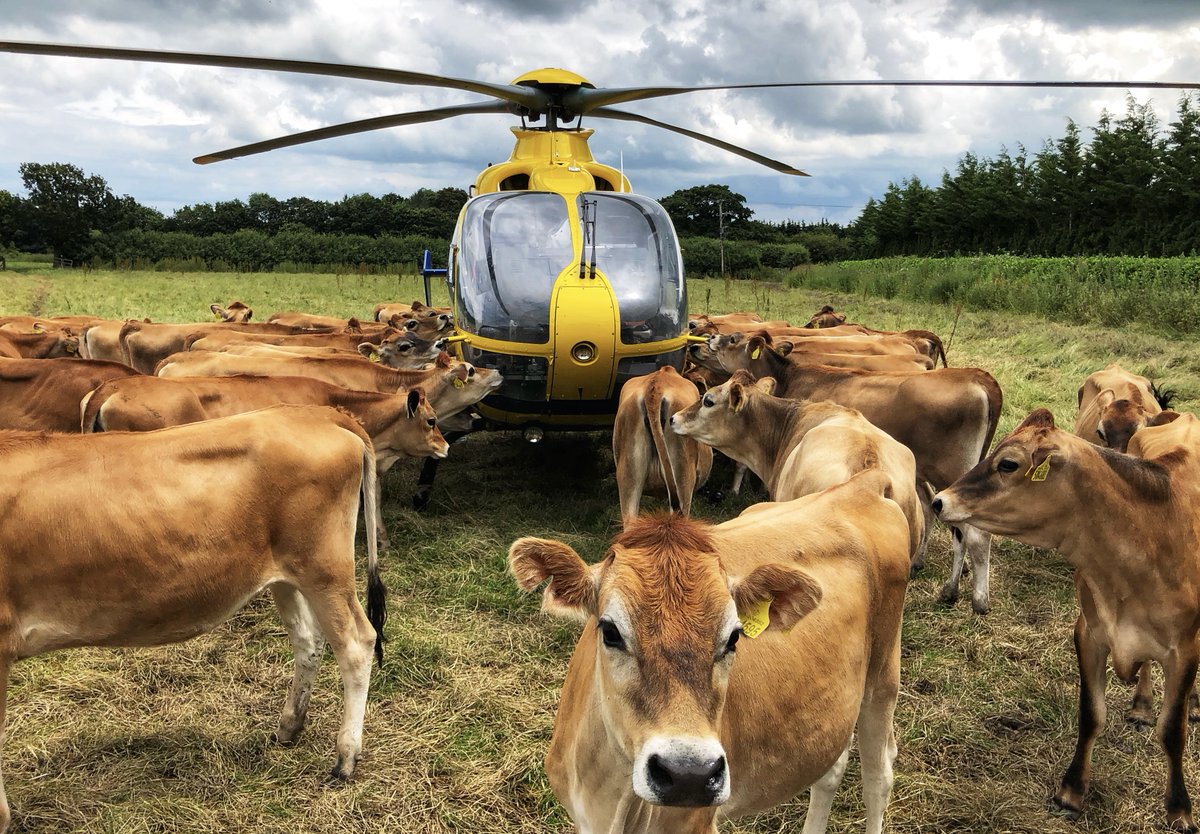Even our helicopters are feeling the Valentine's Day spirit. Check out this romantic moment in the meadow. 🚁🐄🐄🥰 
Happy #ValentinesDay from #TeamAirbus 🚁