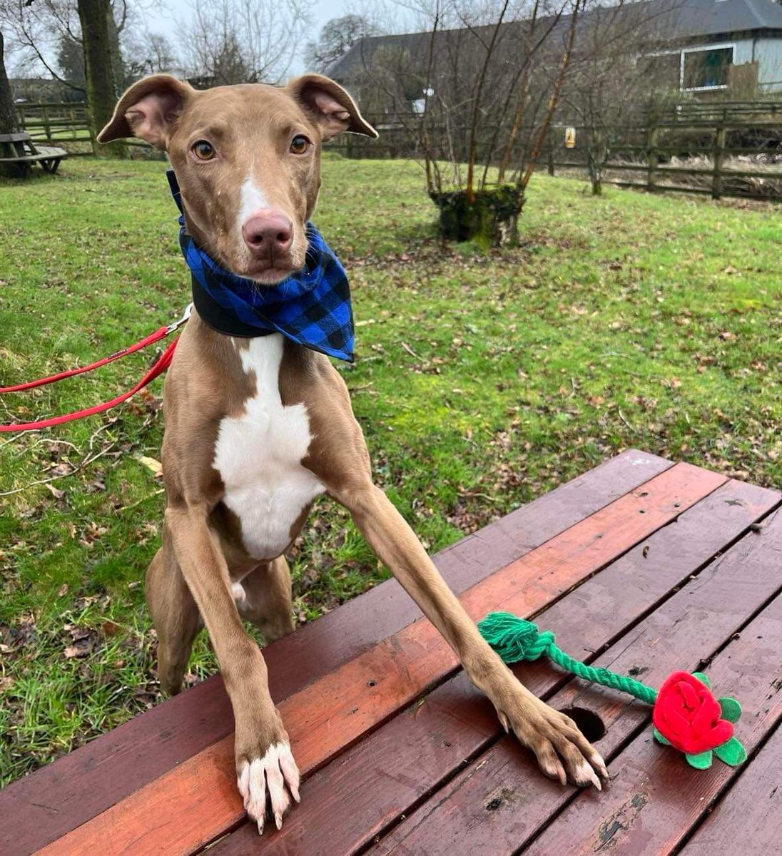 FerneAnimalSanc's tweet photo. Will you be Murphy’s Valentine?? 🌹
He enjoys cuddles and long walks. 

Poor Murphy hasn’t had any enquiries, please visit our website to read more and enquire about him https://t.co/qU25nsyUFv https://t.co/NHmylk65Bq