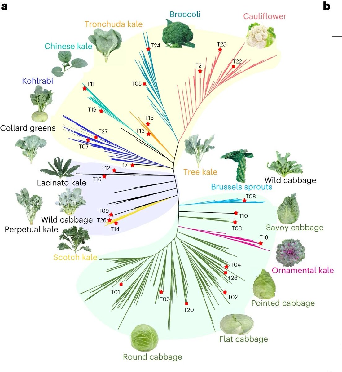 Do you know that cauliflower, broccoli, cabbage and kale are, in fact, the same species? Wonder what driver morphotype diversification between them? Check publication @NatureGenet from scientists at CAAS and @GuusjeBonnema @WUR nature.com/articles/s4158…