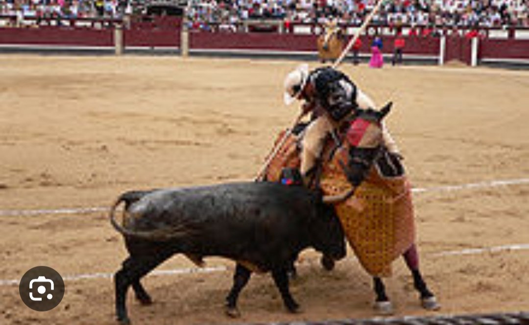 jm_clavero's tweet photo. Ara que el TEDH ha avalat prohibir el sacrifici d'animals pels  rituals halal i kosher, quan avalarà prohibir-ne el sacrifici pel ritual espanyol que també els mata sense estabornir-los? https://t.co/jOYb7BmCKe
