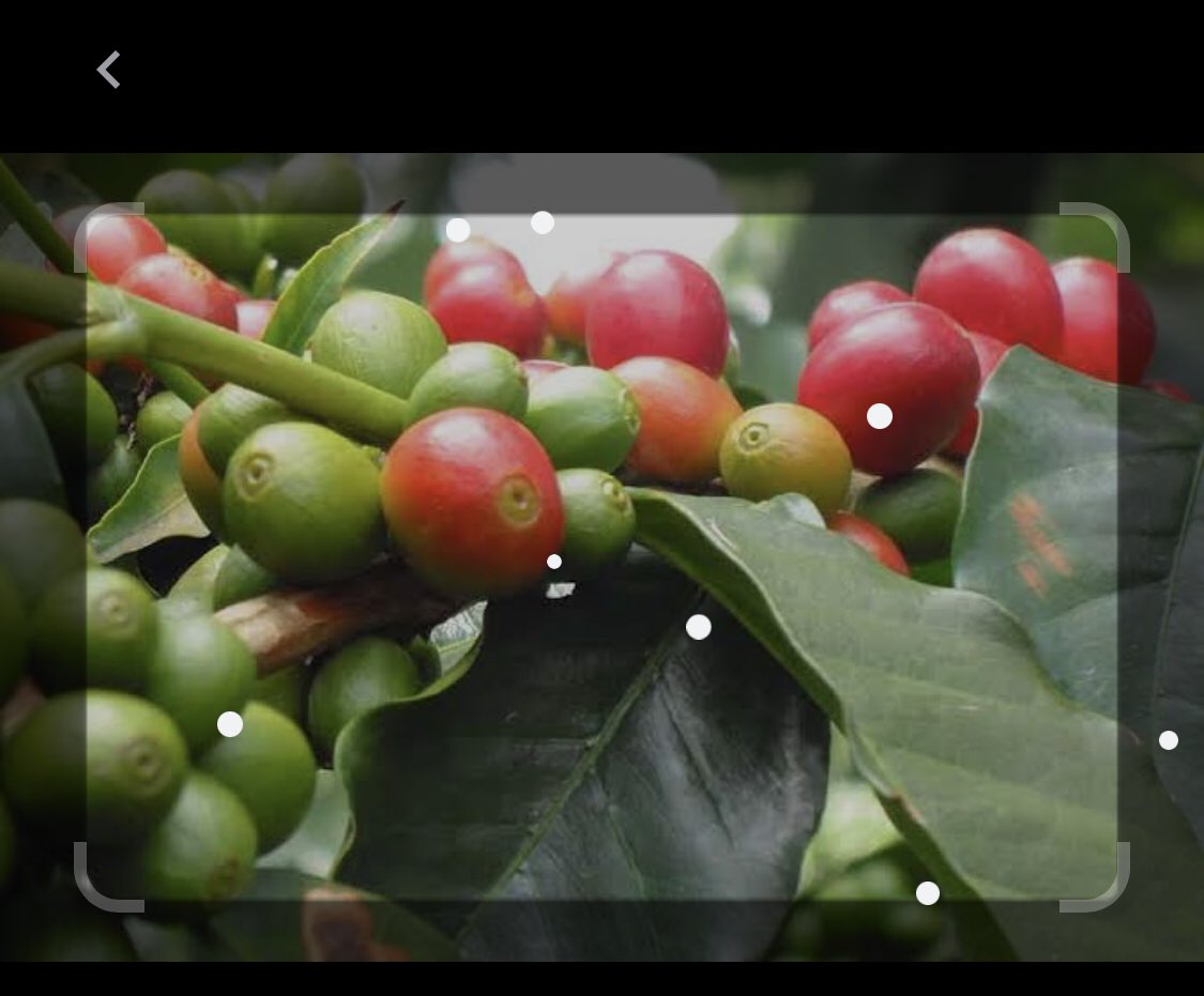 MkindiJackie's tweet photo. Are you aware that 99% of goods exported from Tanzania are eligible for duty-free access to the UK under the Developing Countries Trading Scheme (DCTS). Items that TZ trades most to the UK includes coffee, tea, cocoa, vegetables, fruit, scientific instruments, wood &amp; clothing. https://t.co/C7hFZLpsib